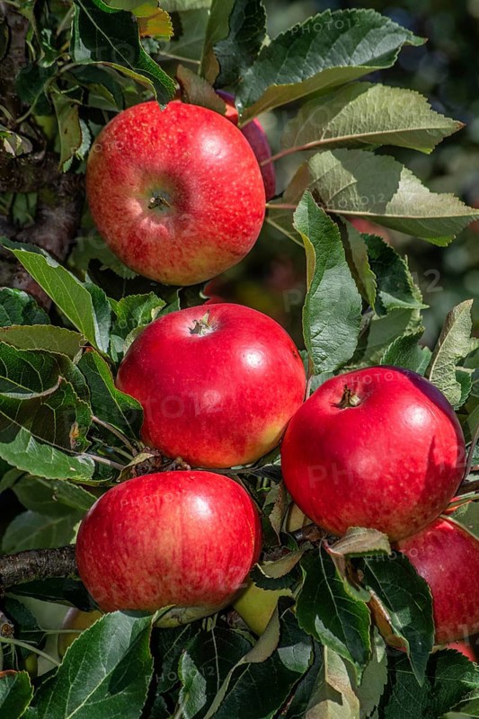 Red apples type Discovery in apple orchard in Rörum, Österlen fruit district, Simrishamn municipality, Skåne county, Sweden, Scandinavia