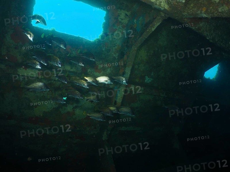 Sea ravens (Sciaena umbra) swim underwater in an old, rusty shipwreck. Dive site wreck of the Cimentière, Giens peninsula, Mediterranean, Provence Alpes Côte d'Azur, France