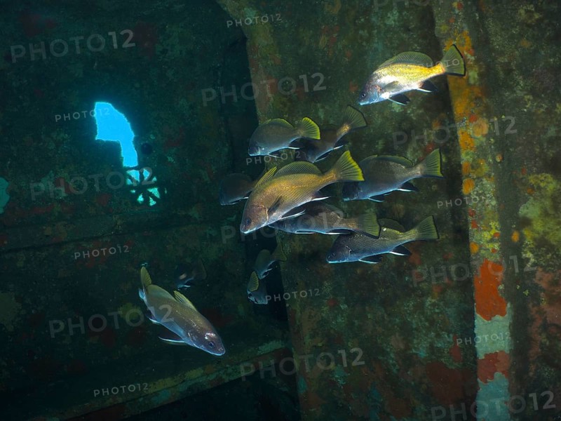 Sea ravens (Sciaena umbra) swim underwater near the wall of a rusty shipwreck. Dive site wreck of the Cimentière, Giens peninsula, Mediterranean, Provence Alpes Côte d'Azur, France