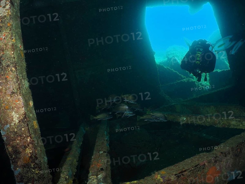 A diver examines a shipwreck with a group of common seals (Sciaena umbra) underwater. Dive site wreck of the Cimentière, Giens peninsula, Mediterranean Sea, Provence Alpes Côte d'Azur, France