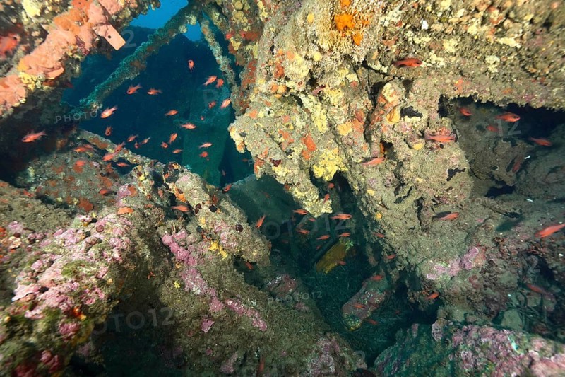 Inner part of a shipwreck with schools of fish in the underwater world. Dive site wreck Michel C, Giens peninsula, Mediterranean Sea, Provence Alpes Côte d'Azur, France