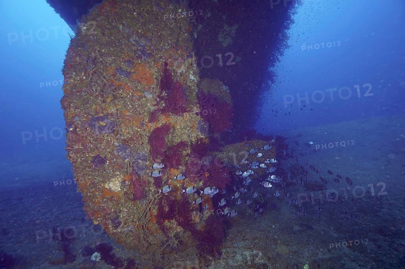 A large propeller of a shipwreck overgrown with Violescent sea-whip (Paramuricea clavata) surrounded by marine life. Dive site wreck Le Grecq, Giens peninsula, Mediterranean Sea, Provence Alpes Côte d'Azur, France