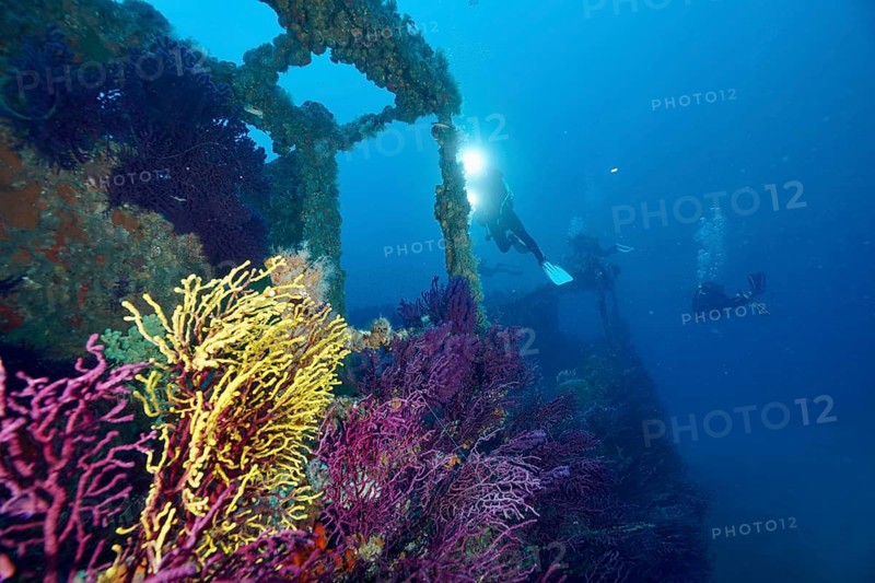Divers explore a shipwreck surrounded by colourful Violescent sea-whips (Paramuricea clavata) and fish. Dive site wreck Le Grecq, Giens peninsula, Mediterranean Sea, Provence Alpes Côte d'Azur, France