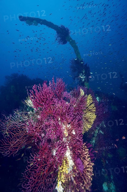 Violescent sea-whips (Paramuricea clavata) and fish surround a curved lifting arm under water. Dive site wreck Le Donator, Giens peninsula, Mediterranean Sea, Provence Alpes Côte d'Azur, France