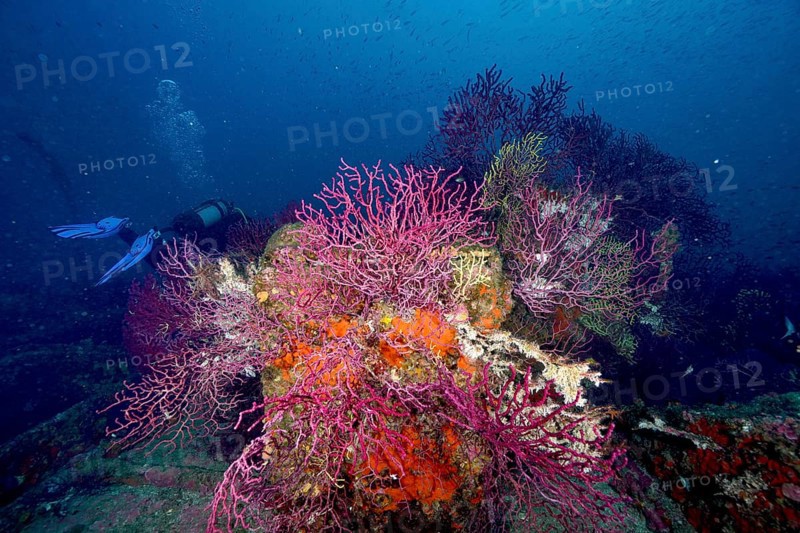 Violescent sea-whip (Paramuricea clavata) growing on a shipwreck. Diver in the background. Many colours under deep water. Dive site wreck Le Donator, Giens peninsula, Mediterranean Sea, Provence Alpes Côte d'Azur, France