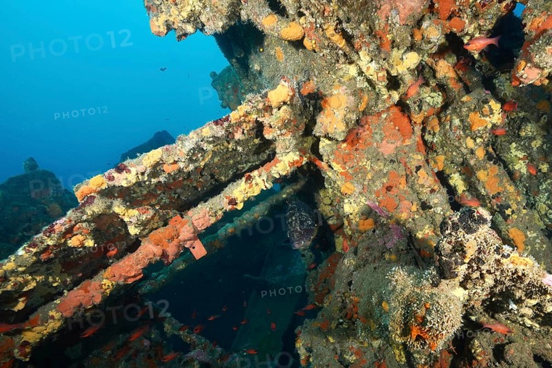 Debris of a shipwreck with bright colours and migrating fish. Dive site wreck Michel C, Giens peninsula, Mediterranean Sea, Provence Alpes Côte d'Azur, France