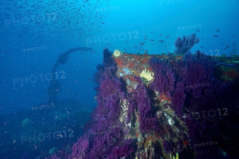 Purple overgrown shipwreck surrounded by a school of fish in the deep ocean. Dive site wreck Le Donator, Giens peninsula, Mediterranean Sea, Provence Alpes Côte d'Azur, France