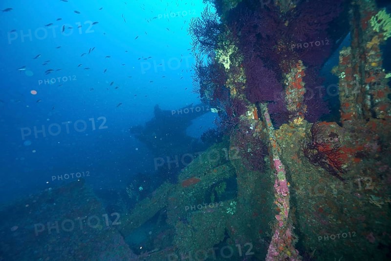 Rusty shipwreck overgrown with Violescent sea-whips (Paramuricea clavata), surrounded by a school of fish. Dive site wreck Le Donator, Giens peninsula, Mediterranean Sea, Provence Alpes Côte d'Azur, France
