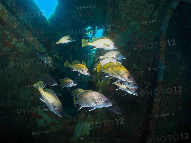 A group of common seals (Sciaena umbra) swimming in a rusty shipwreck underwater in the beam of light. Dive site wreck of the Cimentière, Giens peninsula, Mediterranean, Provence Alpes Côte d'Azur, France