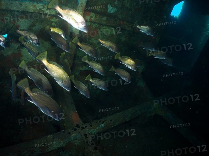A shoal of sea rays (Sciaena umbra) moves through a rusty shipwreck under water. Dive site wreck of the Cimentière, Giens peninsula, Mediterranean, Provence Alpes Côte d'Azur, France