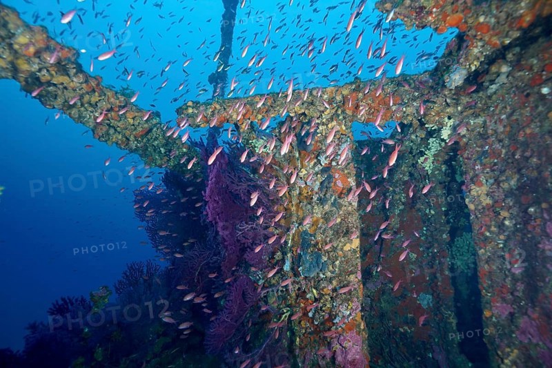Numerous colourful fish, Mediterranean flagfish (Anthias anthias), swim around an old shipwreck covered with gorgonians and algae. Dive site wreck Le Grecq, Giens peninsula, Mediterranean Sea, Provence Alpes Côte d'Azur, France