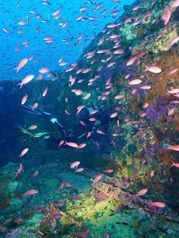A diver penetrates a multicoloured shipwreck, surrounded by a multitude of small fish, Mediterranean flagfish (Anthias anthias) . Dive site wreck Le Grecq, Giens peninsula, Mediterranean Sea, Provence Alpes Côte d'Azur, France