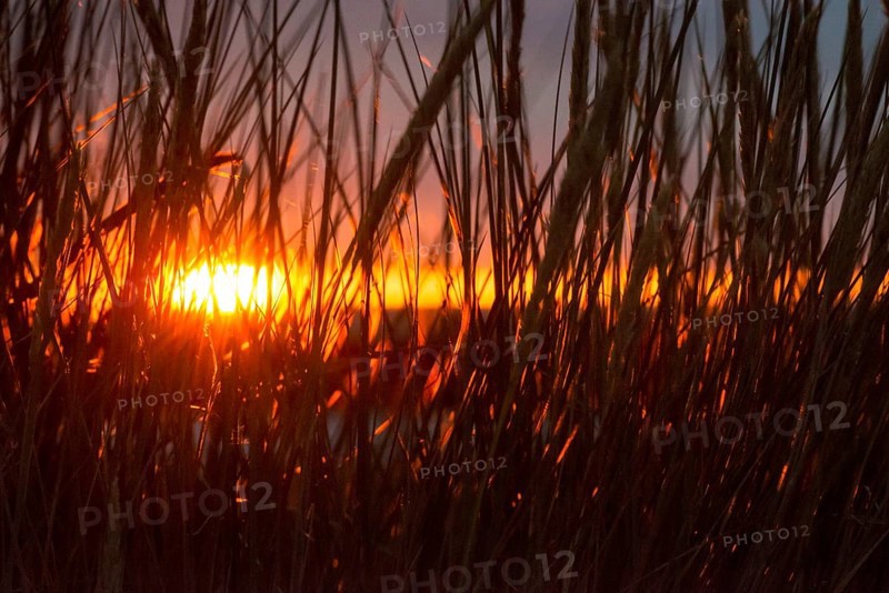 Intense red sunlight shimmers through tall grasses and creates a warm atmosphere, European Marram Grass (Ammophila arenaria (L.) Link, Syn.: Calamagrostis arenaria (L.) Roth), also known as common marram grass, sand reed, sand stem, sea oat, tall stalks with inflorescences in front of a peaceful, warm, colourful sunset in orange and gold on the horizon, last rays of the sun through a gap in the dark, grey cloud cover, Insel Düne, Helgoland, Schleswig-Holstein, North Sea, Germany