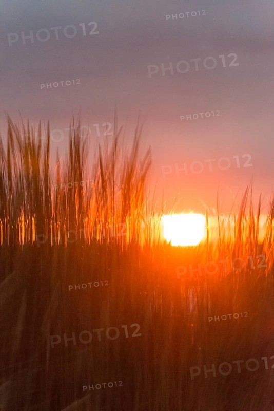 Intense red sunlight shimmering through tall grasses, warm atmosphere, European Marram Grass (Ammophila arenaria (L.) Link, Syn.: Calamagrostis arenaria (L.) Roth), also called common marram grass, sand reed, sand stem, sea oat, stalks with inflorescences, peaceful, colourful sunset in orange and gold, horizon, last rays through a gap in the clouds, dark, grey cloud cover, stalks moving in the wind, wiping effect, motion blur, island dune, Helgoland, Schleswig-Holstein, North Sea, Germany