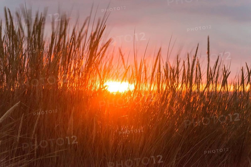 Intense red sunlight shimmering through tall grasses, warm atmosphere, European Marram Grass (Ammophila arenaria (L.) Link, Syn.: Calamagrostis arenaria (L.) Roth), also called common marram grass, sand reed, sand stem, sea oat, stalks with inflorescences, peaceful, colourful sunset in orange and gold, horizon, last rays through a gap in the clouds, dark, grey cloud cover, stalks moving in the wind, wiping effect, motion blur, island dune, Helgoland, Schleswig-Holstein, North Sea, Germany
