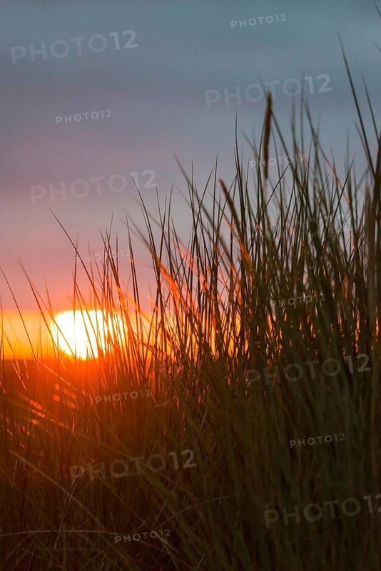 Intense red sunlight shimmers through tall grasses and creates a warm atmosphere, European Marram Grass (Ammophila arenaria (L.) Link, Syn.: Calamagrostis arenaria (L.) Roth), also known as common marram grass, sand reed, sand stem, sea oat, tall stalks with inflorescences in front of a peaceful, warm, colourful sunset in orange and gold on the horizon, last rays of the sun through a gap in the dark, grey cloud cover, Insel Düne, Helgoland, Schleswig-Holstein, North Sea, Germany