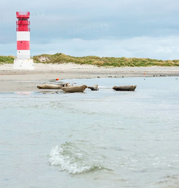 Several harbour seals (Phoca vitulina), seals, resting at low tide at the edge of the water, shore, sandy beach in front of the red and white striped lighthouse Helgoland Düne (rear light), small waves wash on the deserted, bright beach, calm sea in the evening, in the background white dunes, sand dunes with vegetation, little surf, overcast sky, nobody, maritime landscape, island Düne, Helgoland, Schleswig-Holstein, North Sea, Germany