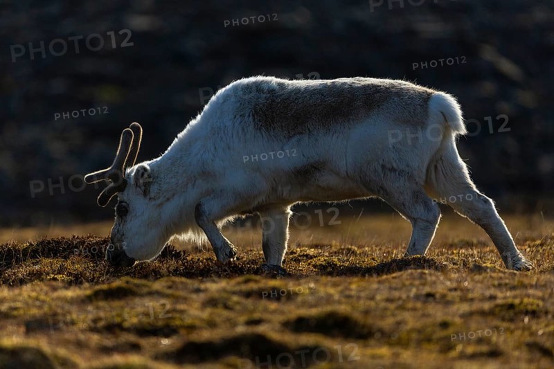 Svalbard skink (Rangifer tarandus platyrhynchus), Mammals (Mammalia), Longyearbyen, Spitsbergen, Svalbard