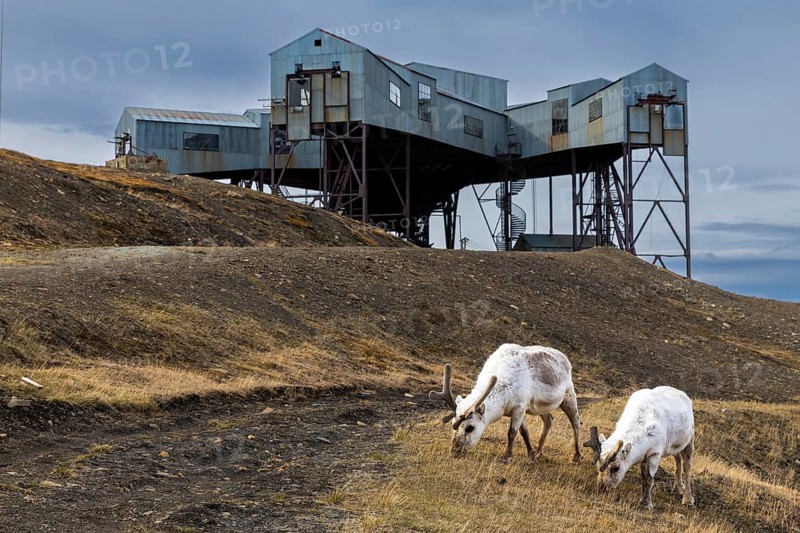 Svalbard roe deer (Rangifer tarandus platyrhynchus) in front of Taubanestralen, transport cableway, coal distribution cableway, mammals (Mammalia), Longyearbyen, Svalbard, Svalbard