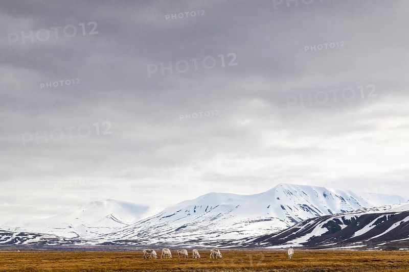 Group of Svalbard Rhen (Rangifer tarandus platyrhynchus) grazing off Snow Mountain, Mammals (Mammalia), Aventdalen, Longyearbyen, Svalbard, Svalbard