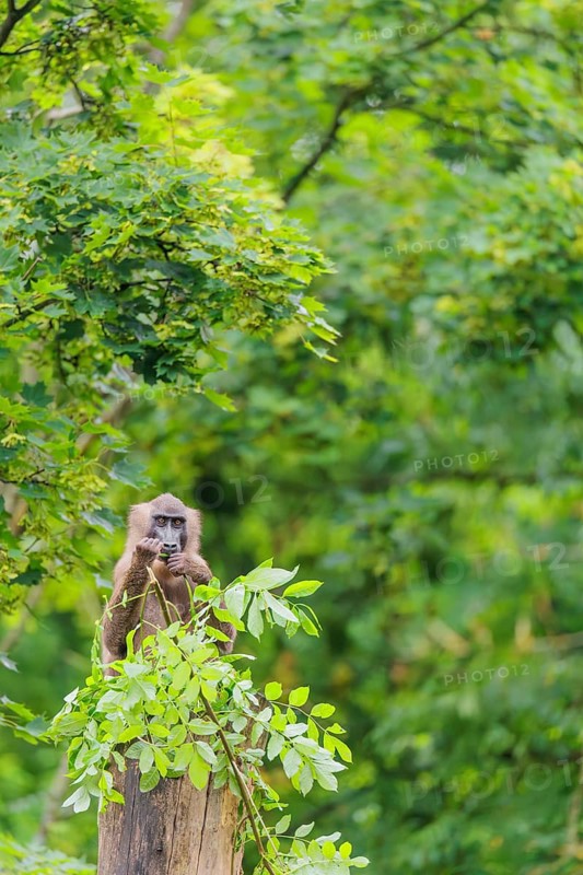 A female Drill (Mandrillus leucophaeus) sits high up in a tree, eating leaves. A green forest can be seen in the background. Cameroon
