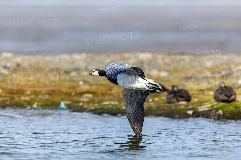 White-fronted Goose (Branta leucopsis), Geese (Anseriformes), in flight, Aventdalen, Longyearbyen, Spitsbergen, Svalbard