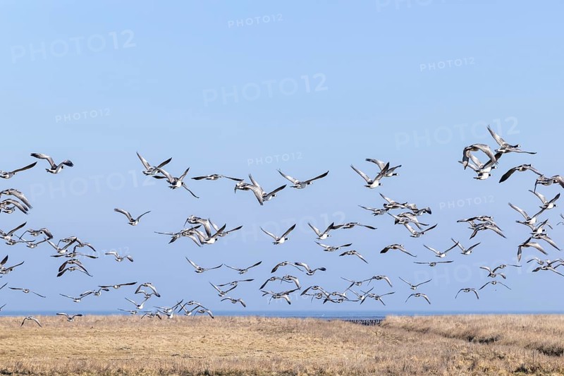 Geese gather by the sea, North Sea, Keitum, Sylt, Schleswig-Holstein