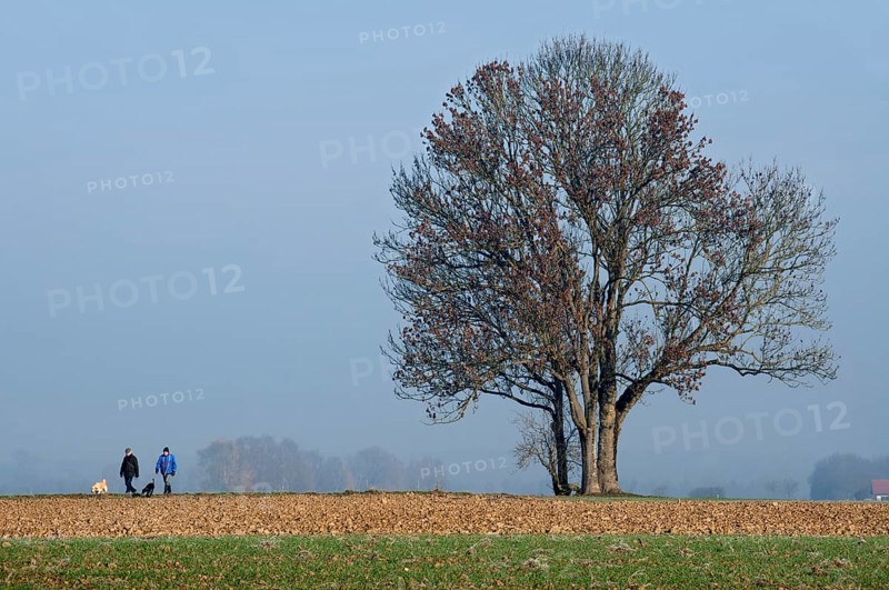 Walkers taking dogs for a walk, farmland in front of a group of ash trees, ash tree (Fraxinus excelsior), Anzing, Upper Bavaria, Bavaria, Germany