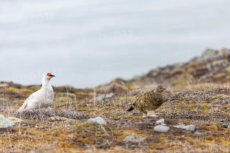 Ptarmigan (Lagopus), Pair, Chicken birds (Galliformes), Longyearbyen, Spitsbergen, Svalbard