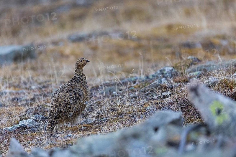 Ptarmigan (Lagopus), hen, hen birds (Galliformes), Longyearbyen, Svalbard, Spitsbergen