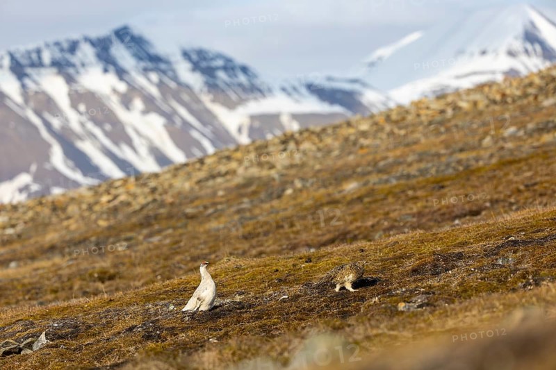 Ptarmigan (Lagopus), pair in front of mountain scenery, chicken birds (Galliformes), Aventdalen, Longyearbyen, Spitsbergen, Svalbard