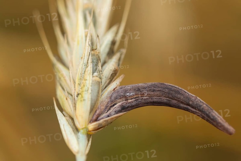 Ergot mushroom Claviceps purpurea on a ripe ear of grain