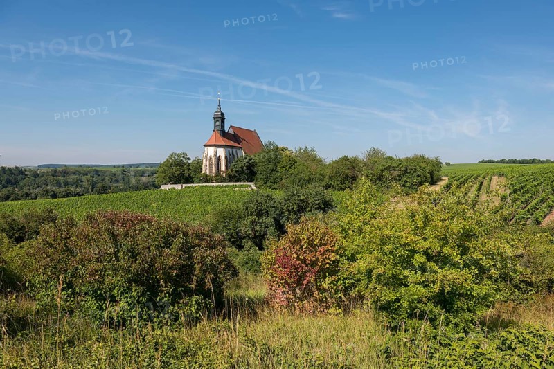 An idyllic summer landscape with the pilgrimage church Maria im Weingarten, nestled between extensive vineyards and dense greenery, near Volkach am Main, Lower Franconia, Mainfranken, Bavaria, Germany