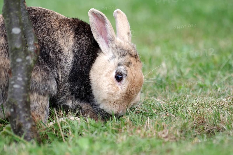 Domestic rabbit (Oryctolagus cuniculus forma domestica), tame, eat, plant, hunger, portrait, Germany