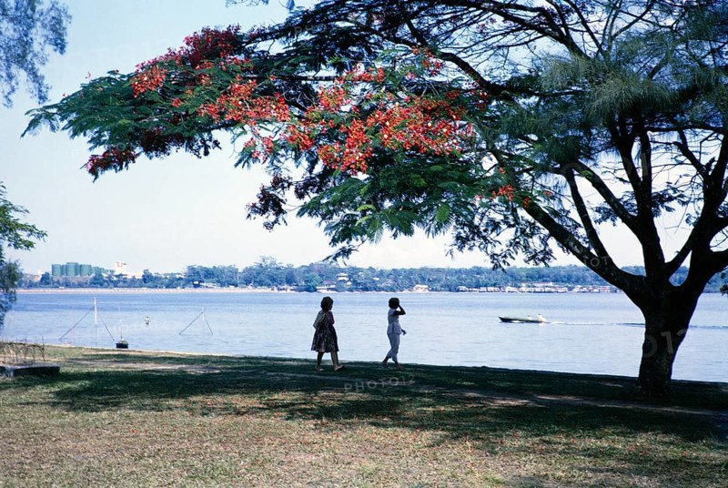 Red flowers of Royal Poinciana tree, Delonix regia, on the waterfront at Johor Bahru, Malaysia, Southeast Asia c 1963 Singapore in the background with green storage tanks of Shell Woodlands North Lube Oil Blending Plant