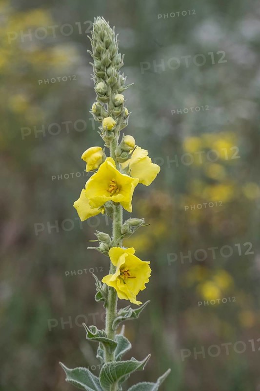 Flower meadow with large-flowered mullein (Verbascum densiflorum), Lower Saxony, Germany