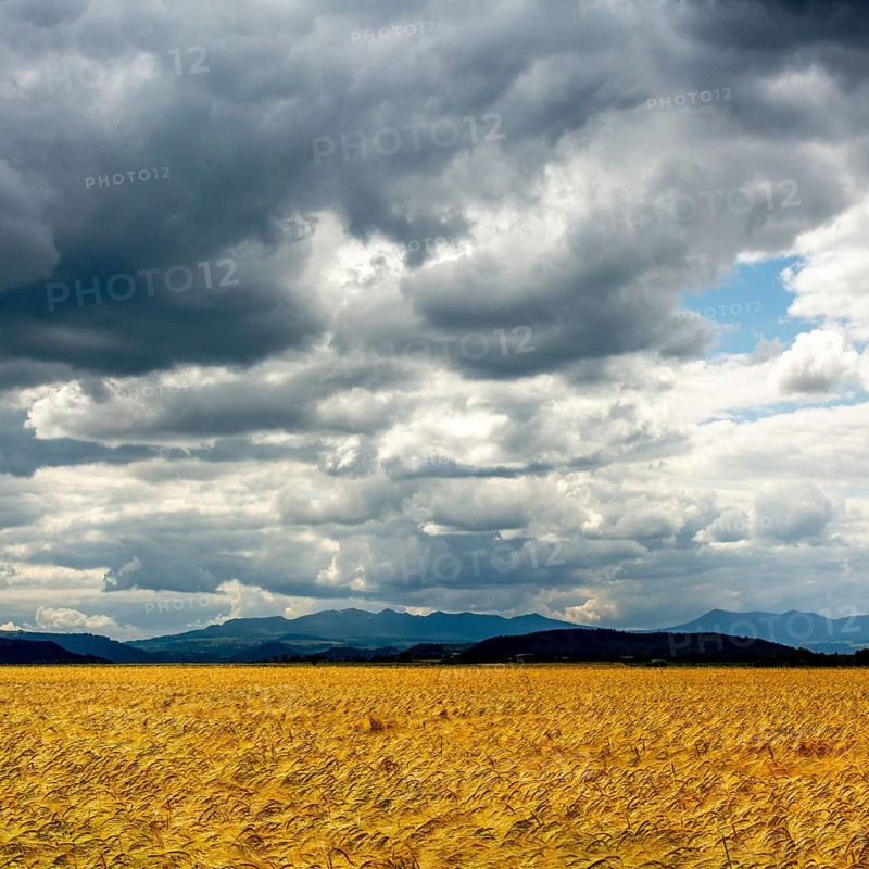 Golden wheat fields under a dramatic sky with clouds and mountains in the background near a rural area. Auvergne. France