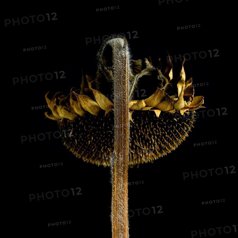A dead sunflower stands prominently against a black background, highlighting its dried petals and seed-filled center. This image captures the quiet decay and beauty of nature's cycles