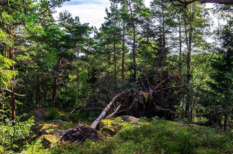 Uprooted trees in a small forest near Henan, Orust Island, Bohuslän, Västra Götalands län, Sweden