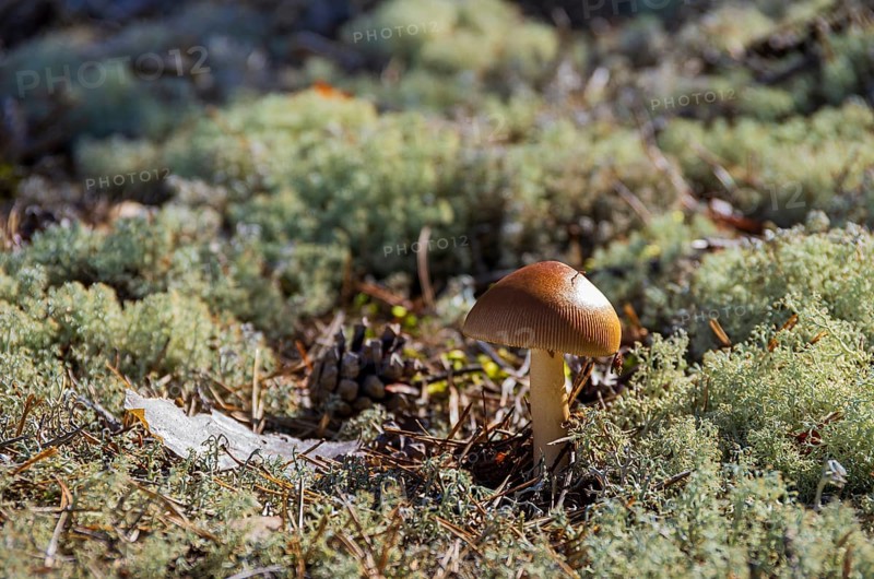 Mossy forest floor with small mushroom in a forest near Henan, Orust Island, Bohuslän, Västra Götalands län, Sweden