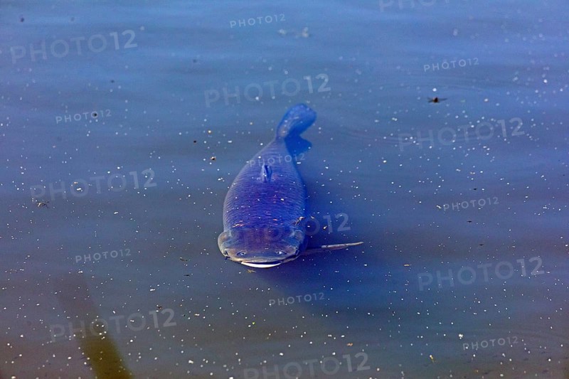Catfish, fish pond, Fischers Land Boek, Mecklenburg Lake District, Mecklenburg-Western Pomerania, Germany
