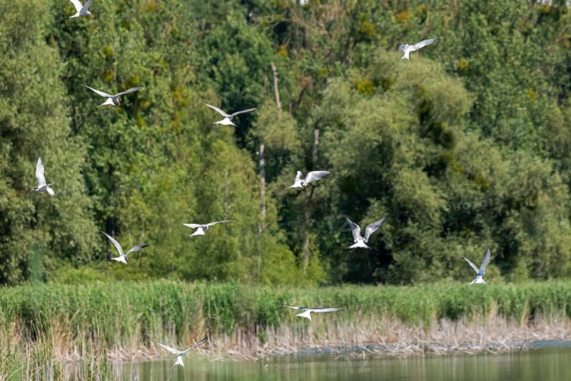 Terns flying over a fish pond, Fischers Land Boek, Mecklenburg Lake District, Mecklenburg-Western Pomerania, Germany