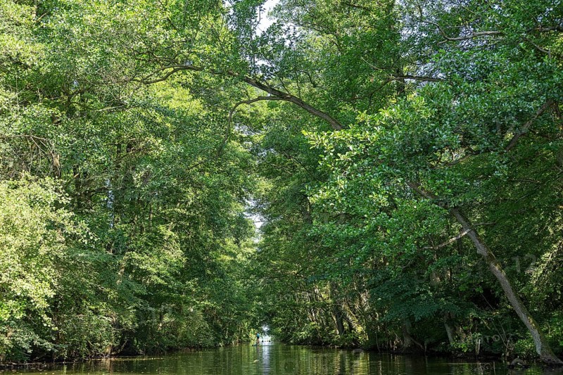 Canal between Leppinsee and Woterfitzsee, trees, Müritz National Park, Mecklenburg Lake District, Mecklenburg-Western Pomerania, Germany