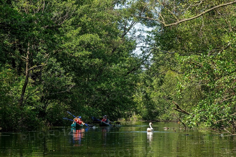 Canal Alte Fahrt between Woterfitzsee and Caarpsee, canoes, swan, trees, Müritz National Park, Mecklenburg Lake District, Mecklenburg-Western Pomerania, Germany