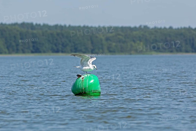 Gull, Mew Gull (Larus canus) sitting on a buoy, Woterfitzsee, Müritz National Park, Mecklenburg Lake District, Mecklenburg-Western Pomerania, Germany