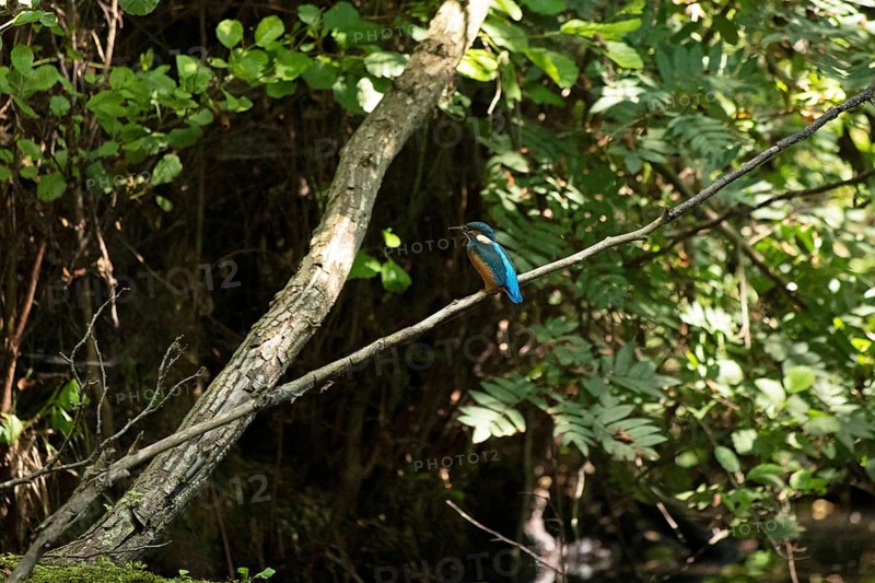 Kingfisher (Alcedo atthis) sitting on a branch, trees, Alte Fahrt canal between Bolter Schleuse and Caarpsee, Müritz National Park, Mecklenburg Lake District, Mecklenburg-Western Pomerania, Germany