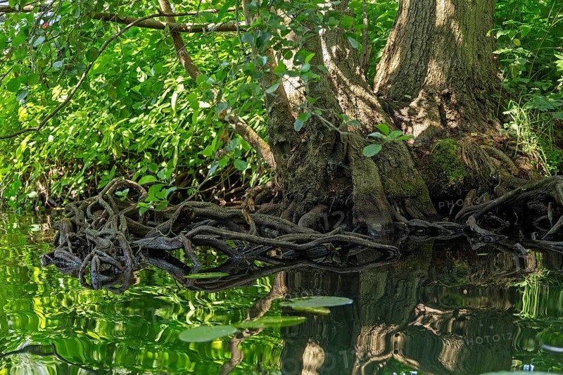 Rootstock of a tree, Alte Fahrt canal between Bolter Schleuse lock and Caarpsee lake, Müritz National Park, Mecklenburg Lake District, Mecklenburg-Western Pomerania, Germany