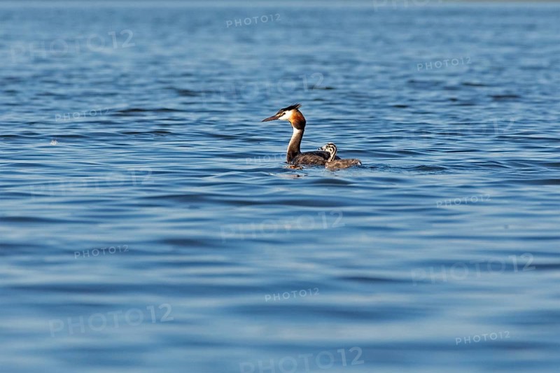 Great Crested Grebe (Podiceps ribbonfish) with juvenile, Leppinsee, Rechlin, Mecklenburg Lake District, Mecklenburg-Western Pomerania, Germany