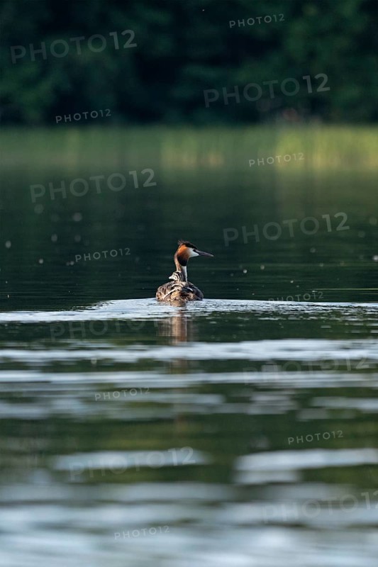 Great Crested Grebe (Podiceps ribbonfish) with juvenile, Leppinsee, Rechlin, Mecklenburg Lake District, Mecklenburg-Western Pomerania, Germany