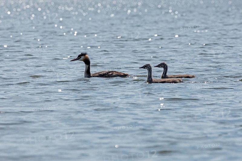 Great Crested Grebe (Podiceps ribbonfish) with young, Leppinsee, Rechlin, Mecklenburg Lake District, Mecklenburg-Western Pomerania, Germany